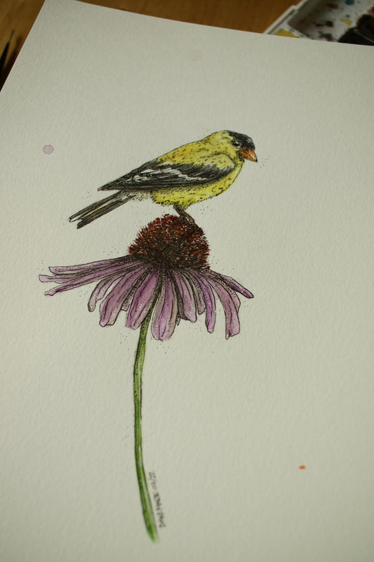 American Gold Finch - Original Watercolour Painting