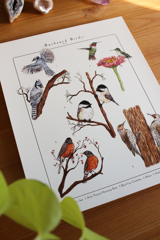 Backyard Birds Print - Infographic