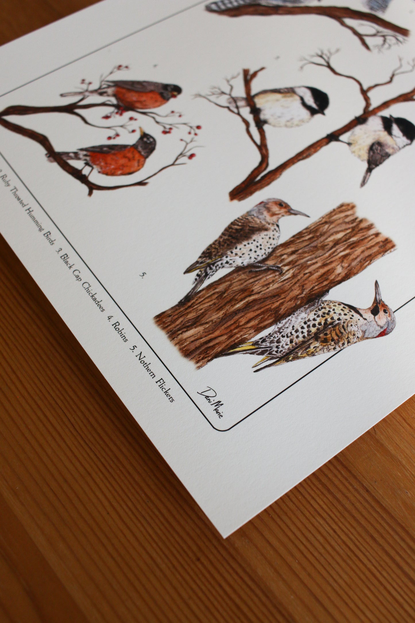 Backyard Birds Print - Infographic