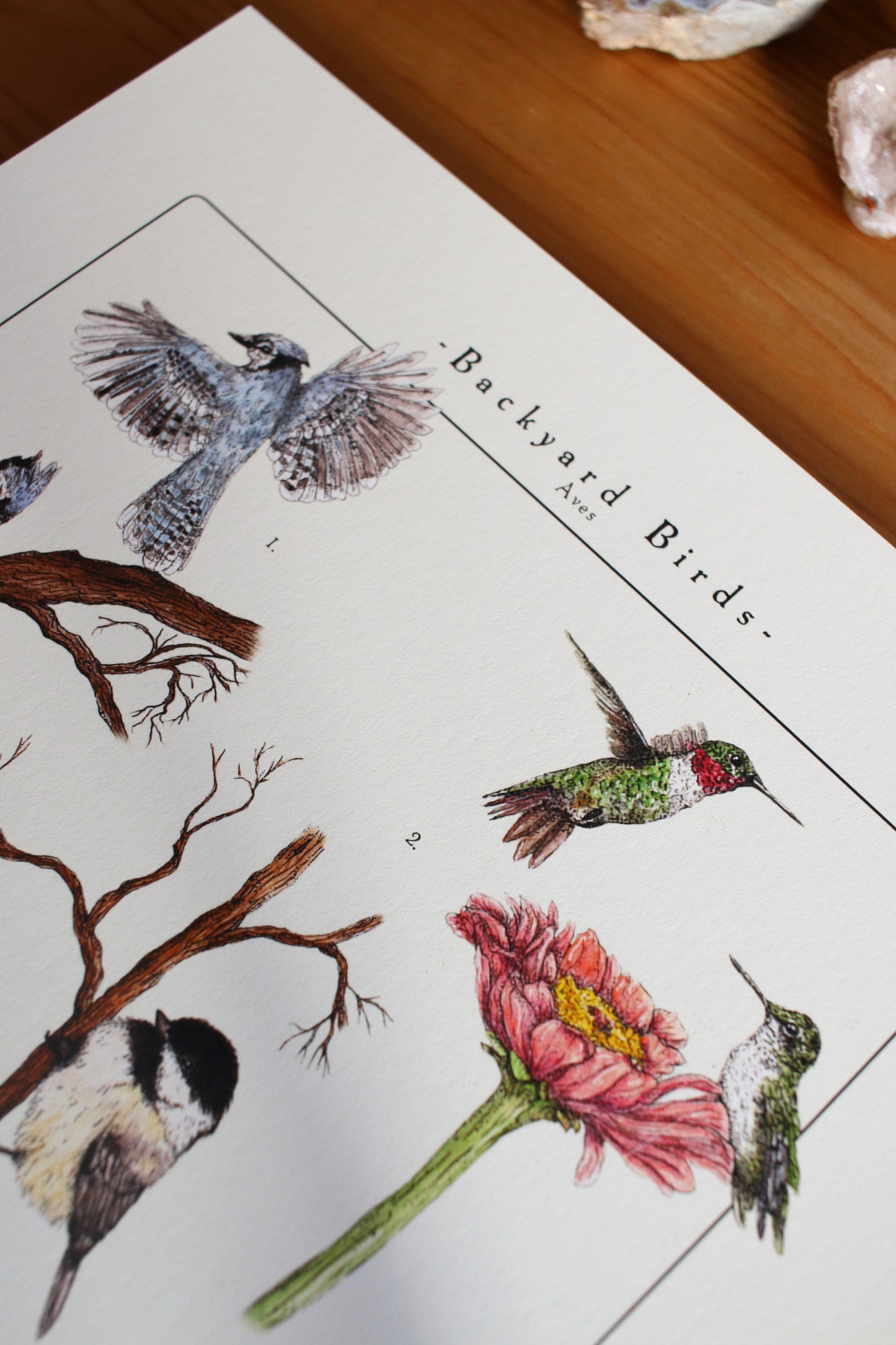 Backyard Birds Print - Infographic
