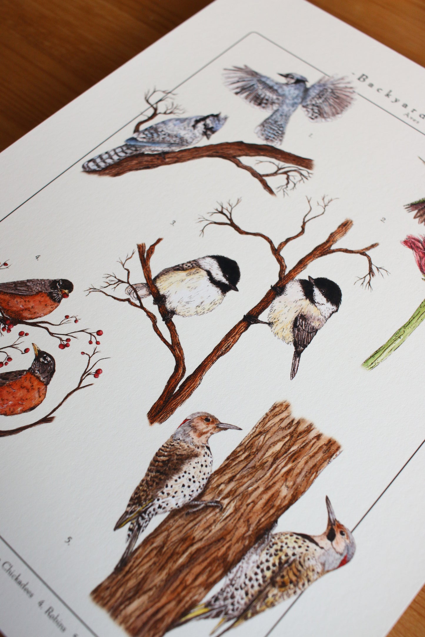 Backyard Birds Print - Infographic