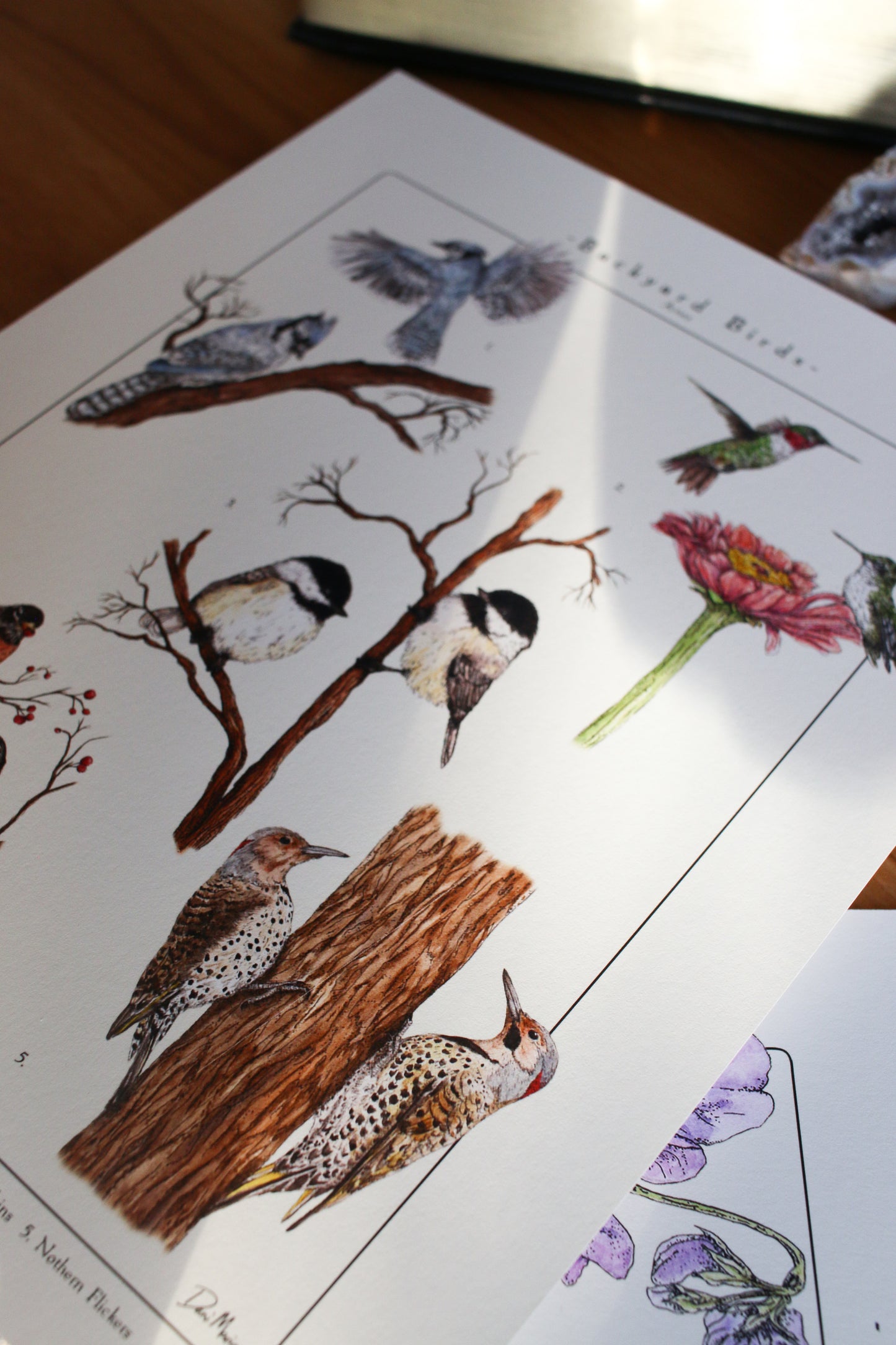 Backyard Birds Print - Infographic