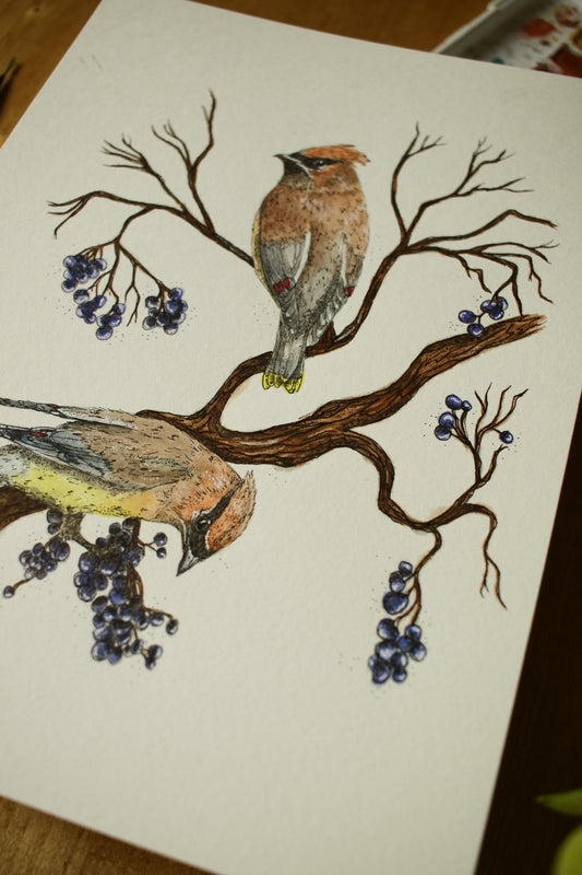 Cedar Waxwings - Original Watercolour Painting