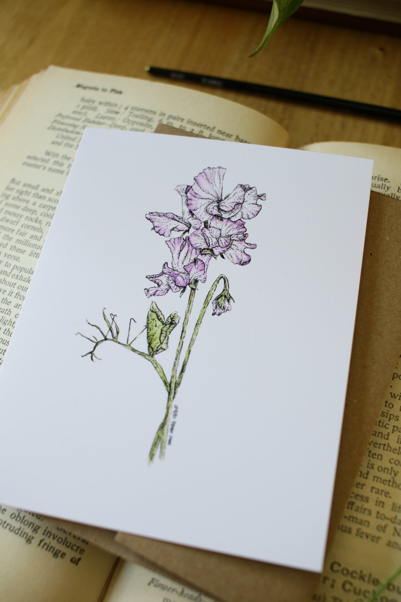 Heirloom Sweet Peas- SMALL Greeting Card