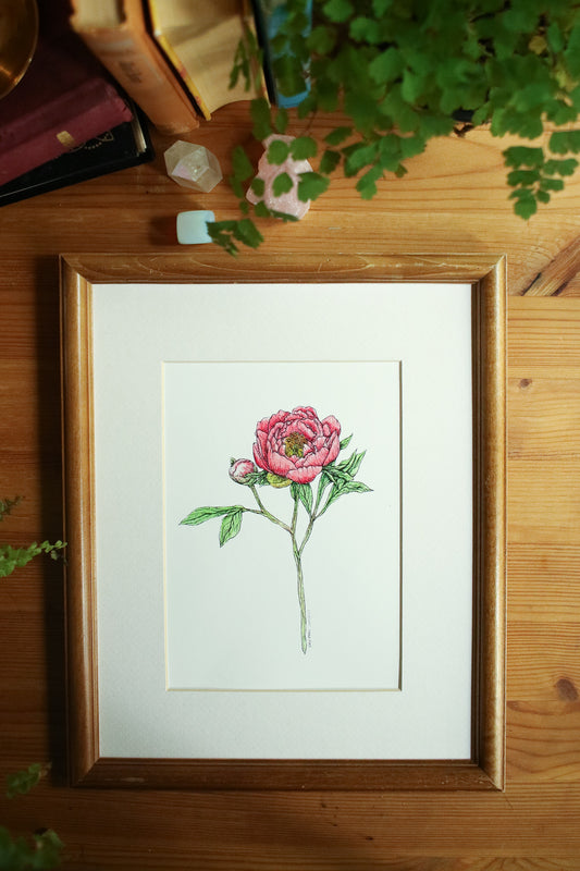 Coral Charm Peony