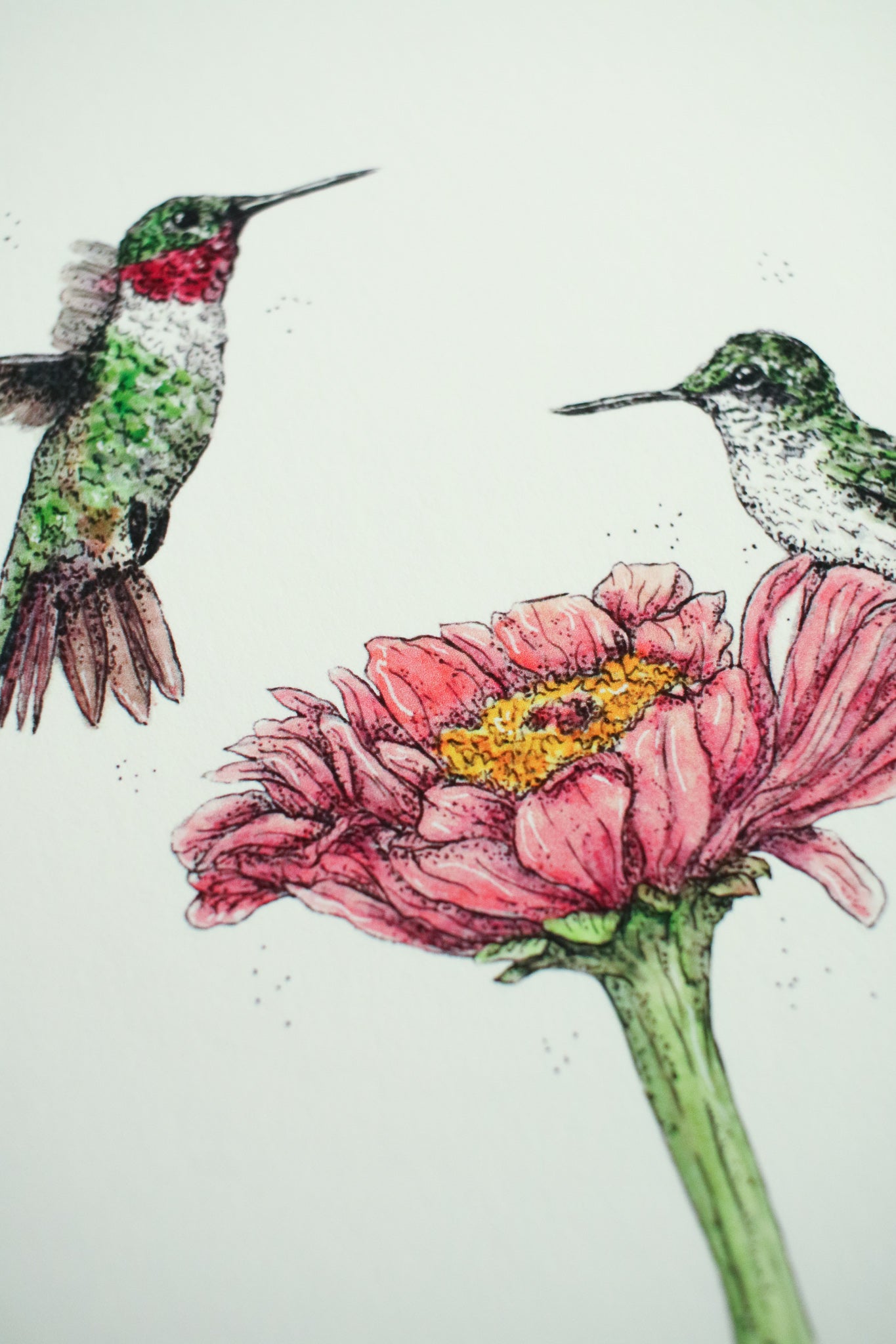 Ruby Throated Hummingbird
