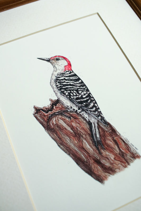 Red-Bellied Woodpecker