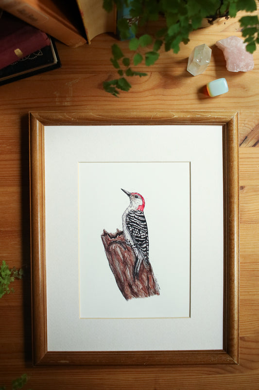 Red-Bellied Woodpecker