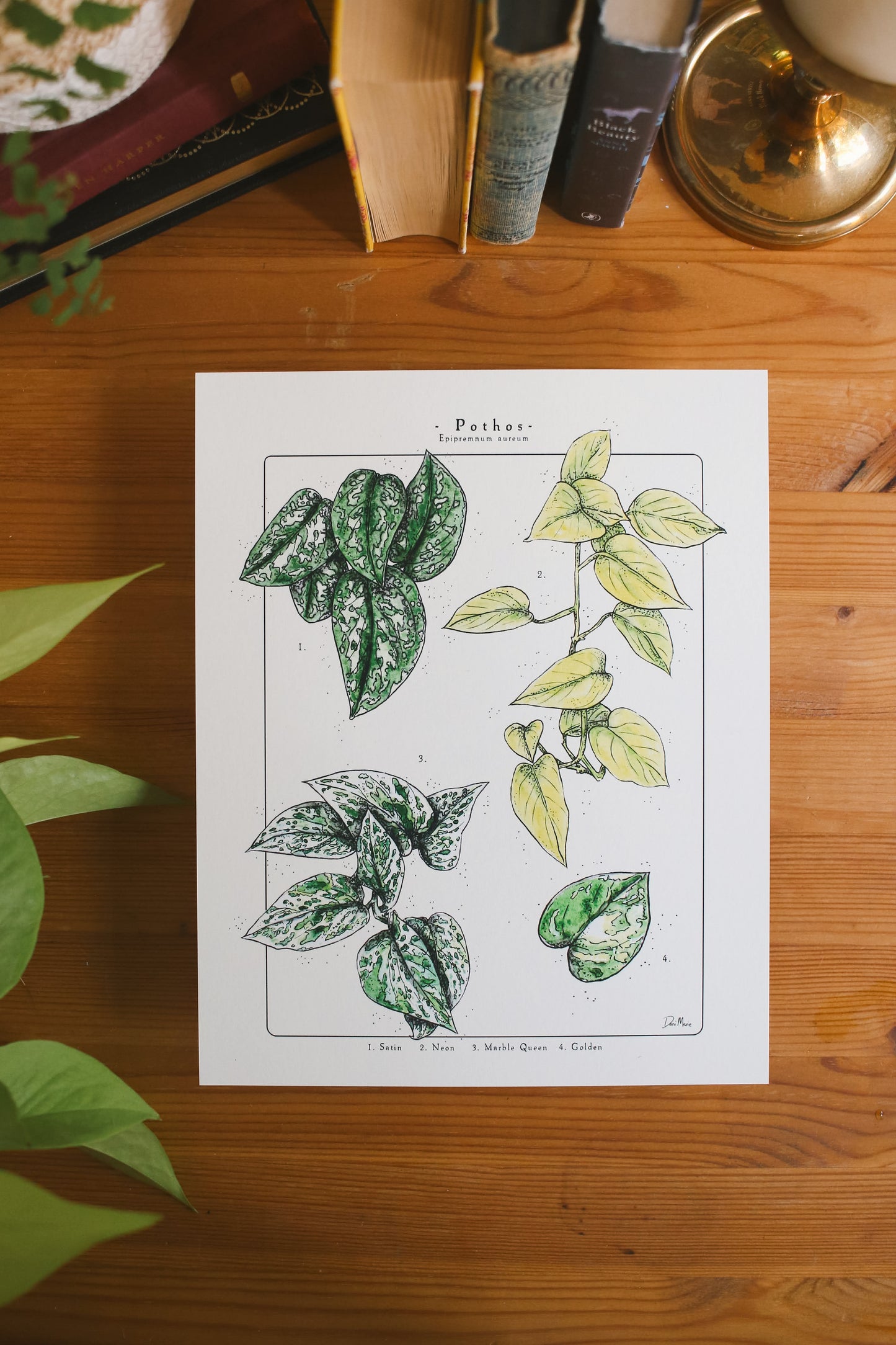 Pothos Varieties - Houseplant infographic