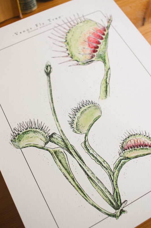 Venus Fly Trap - Houseplant Infographic