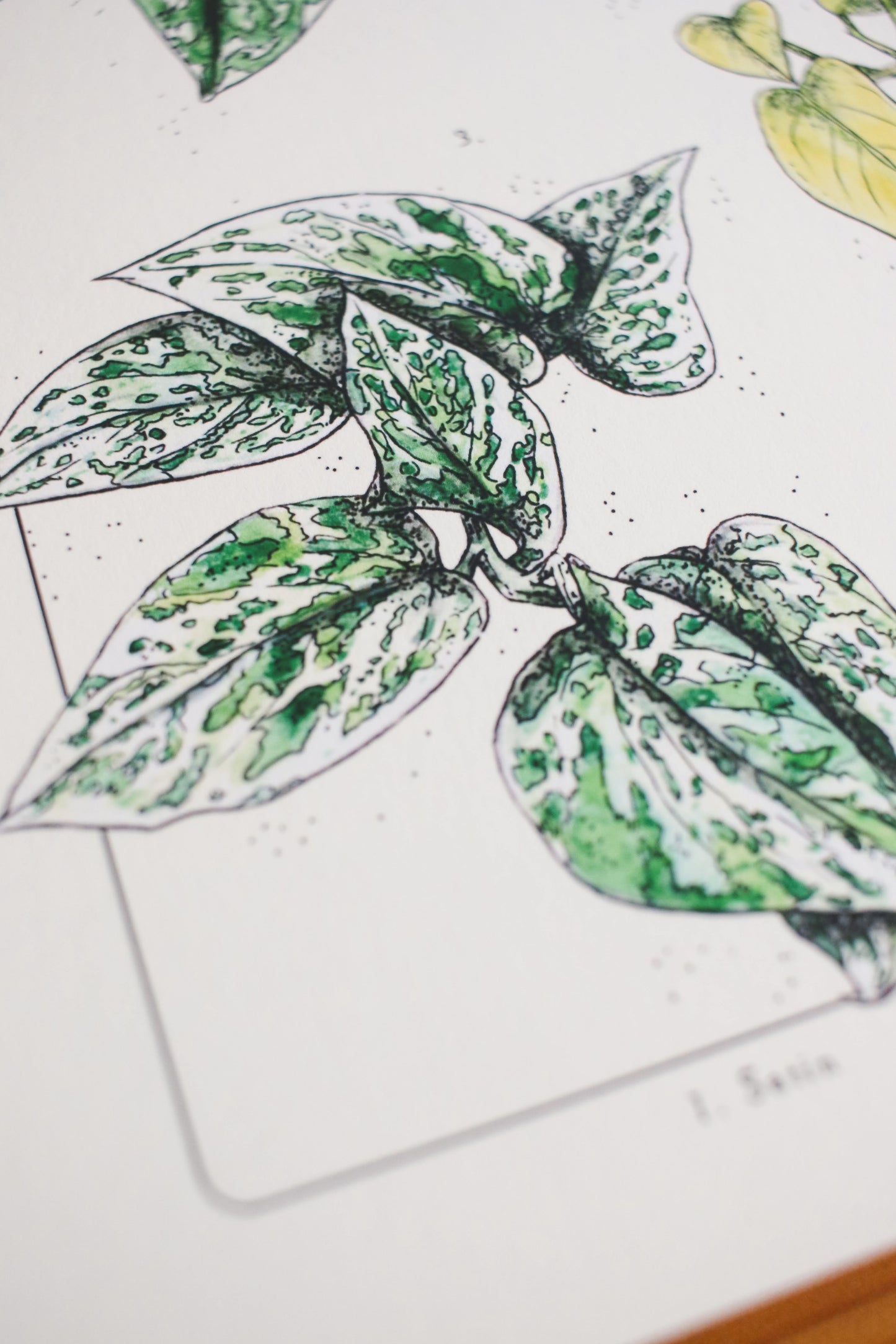 Pothos Varieties - Houseplant infographic