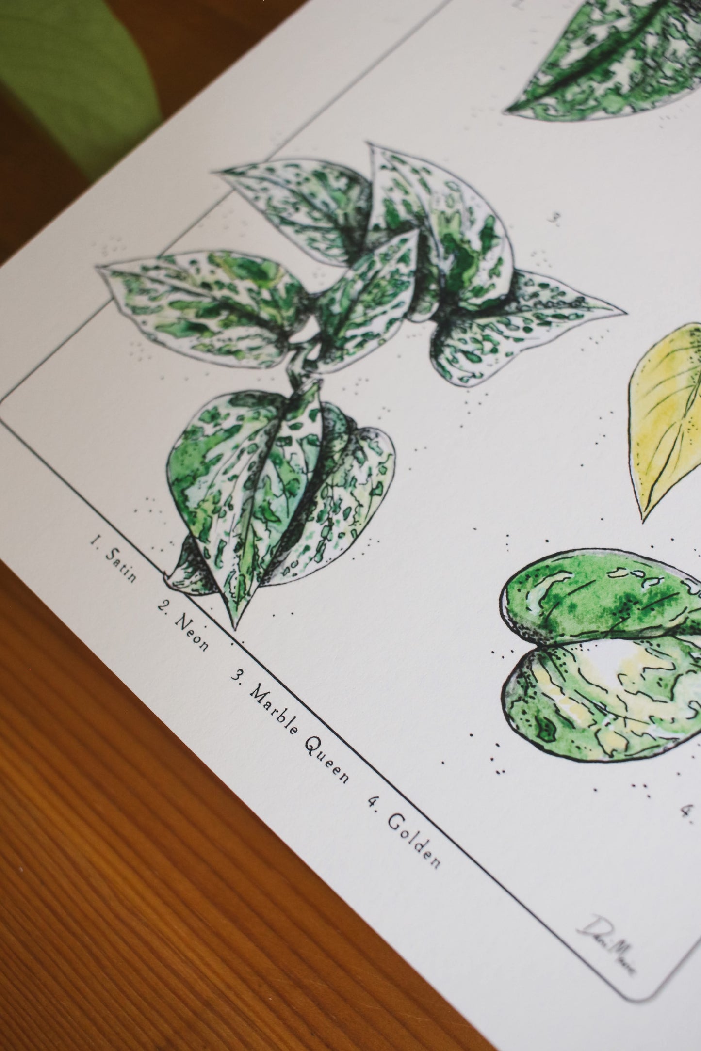 Pothos Varieties - Houseplant infographic
