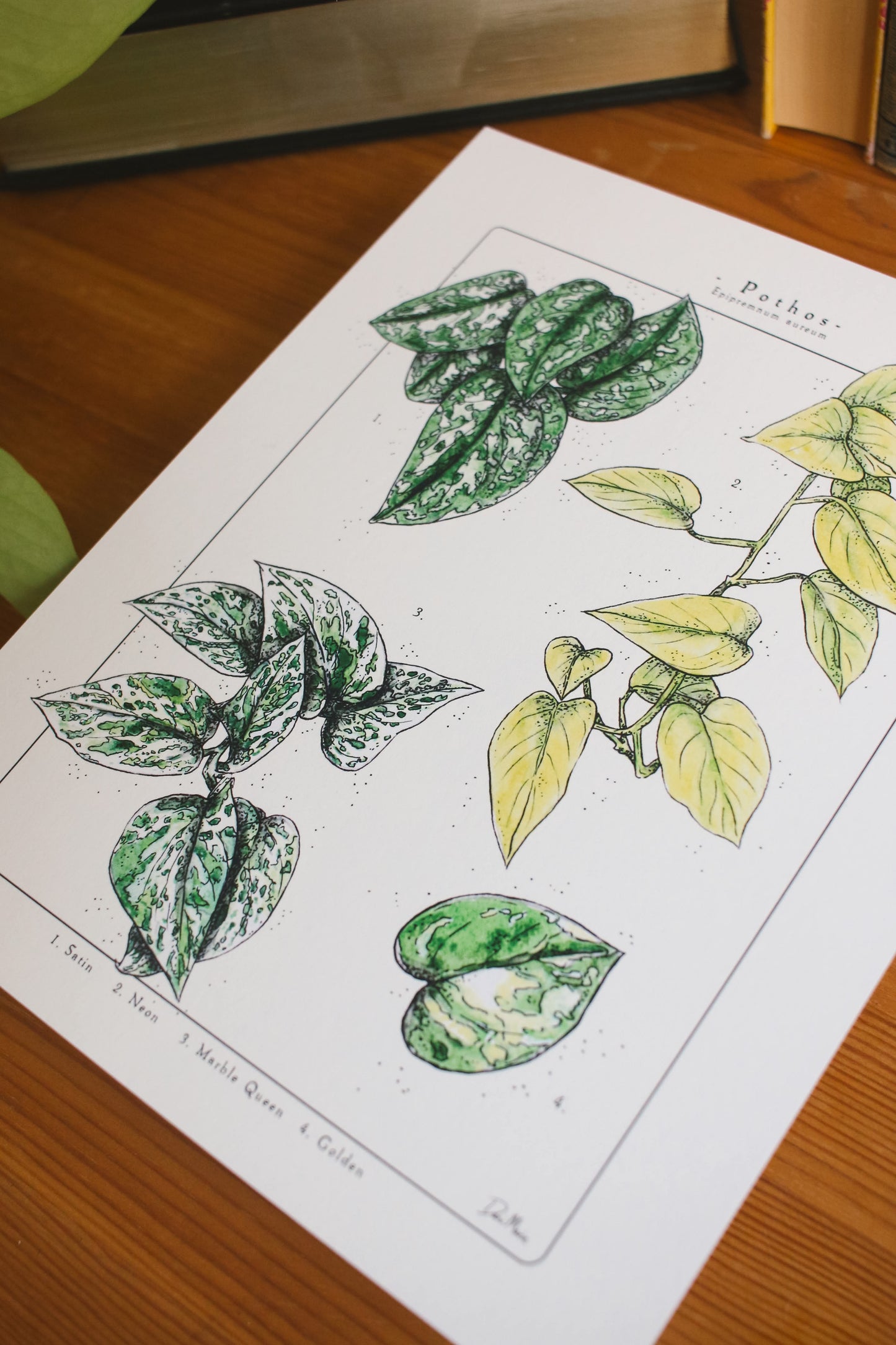 Pothos Varieties - Houseplant infographic