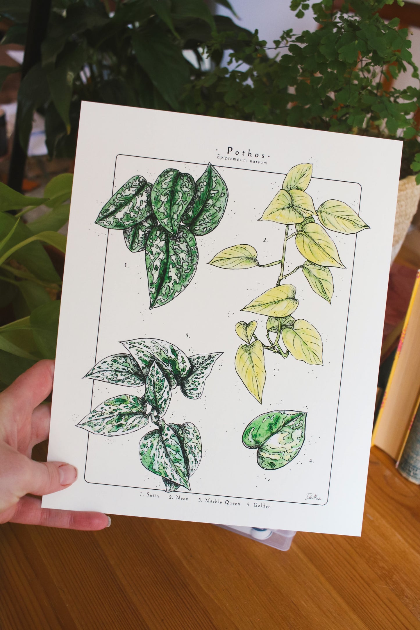 Pothos Varieties - Houseplant infographic
