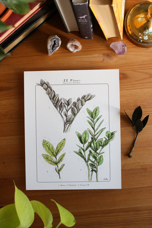 ZZ Plant - Houseplant Infographic