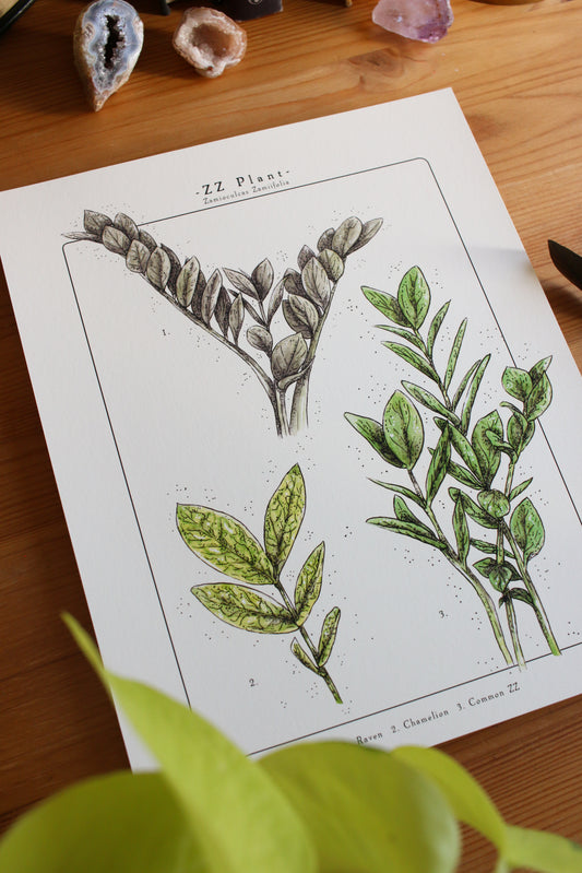 ZZ Plant - Houseplant Infographic