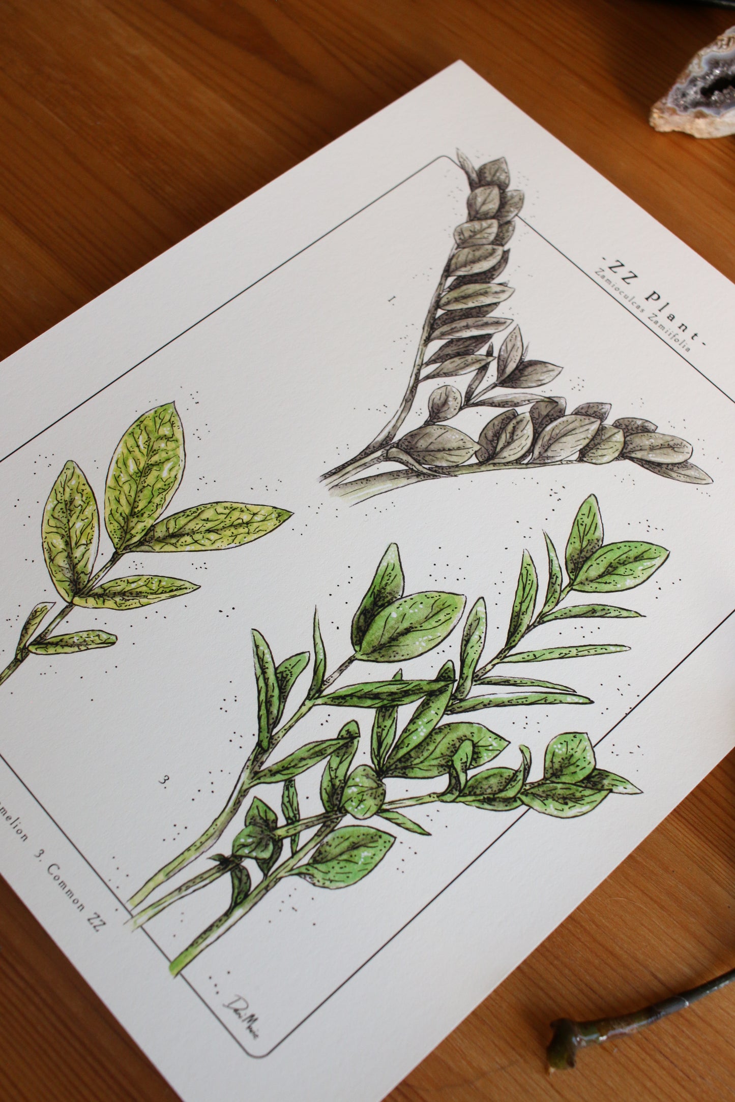 ZZ Plant - Houseplant Infographic