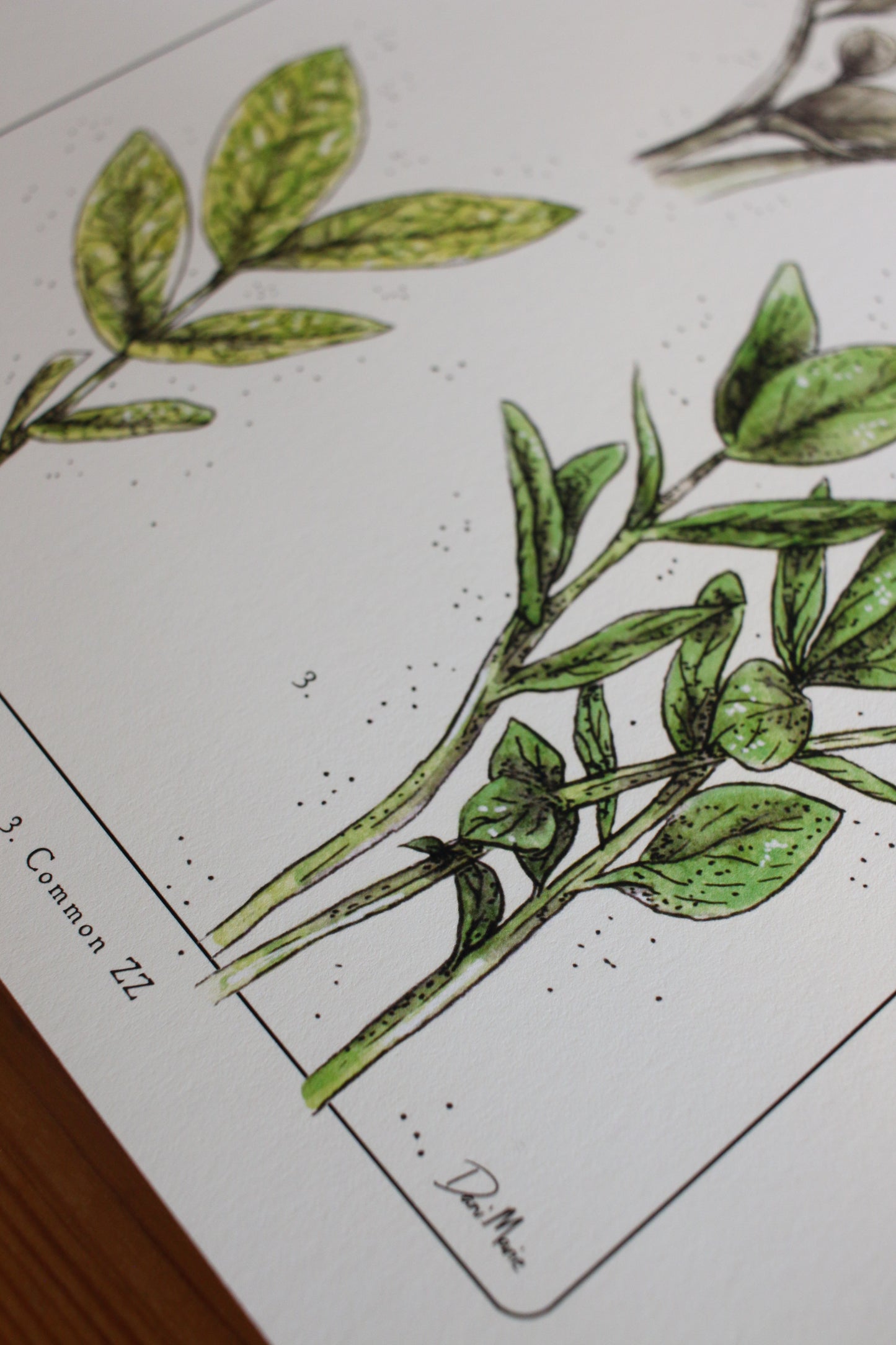 ZZ Plant - Houseplant Infographic