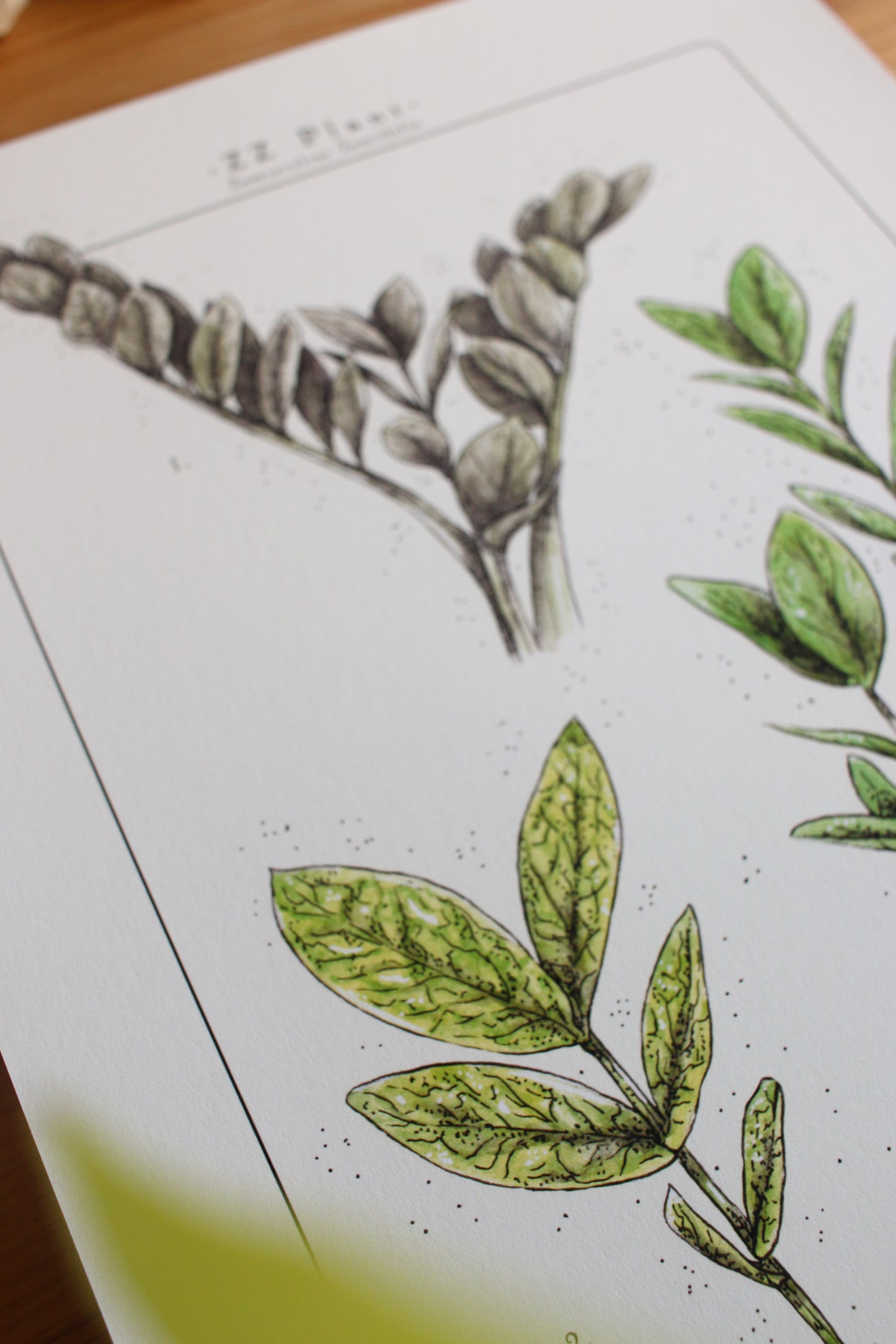 ZZ Plant - Houseplant Infographic