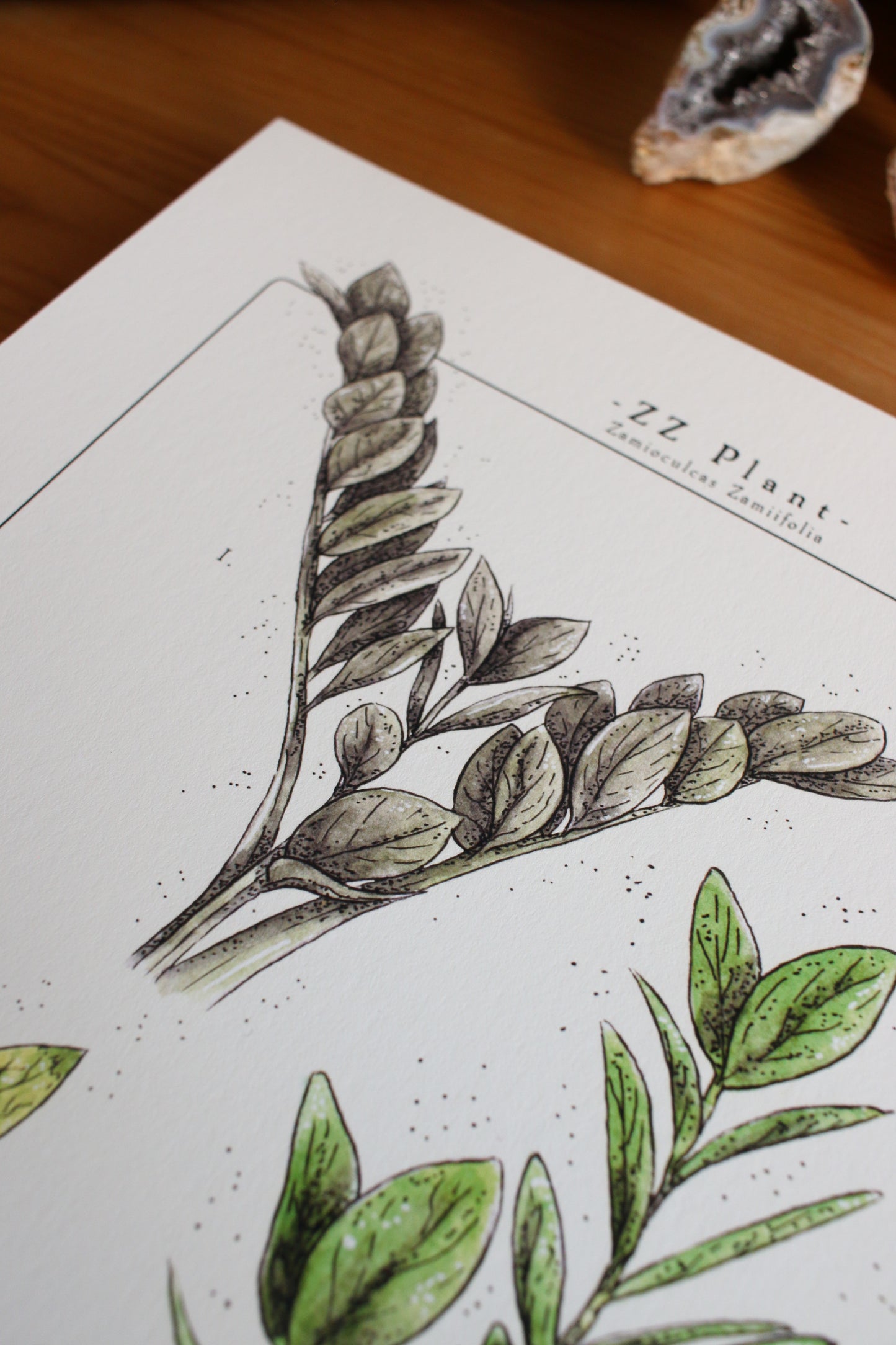 ZZ Plant - Houseplant Infographic