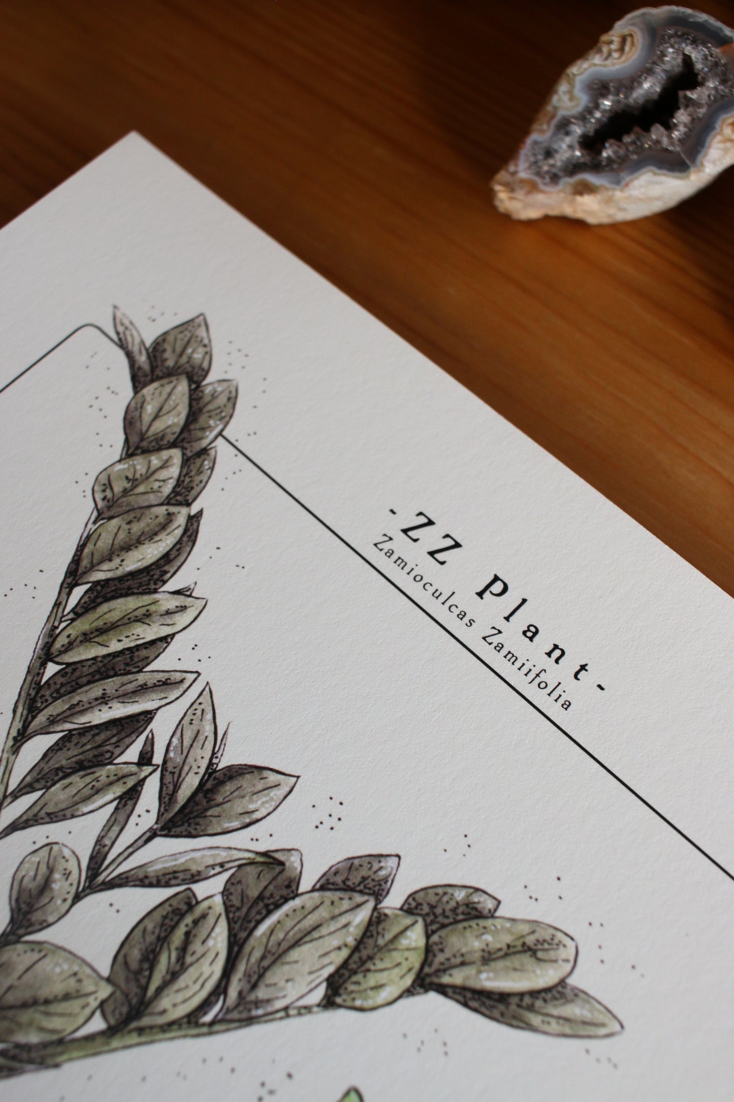 ZZ Plant - Houseplant Infographic
