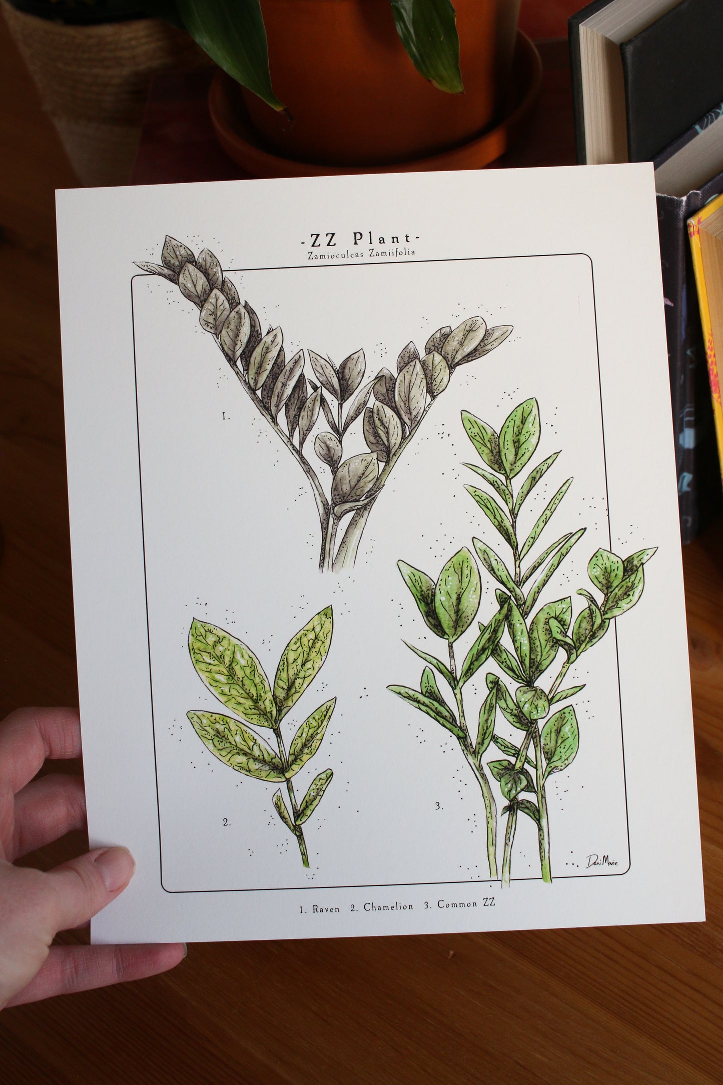 ZZ Plant - Houseplant Infographic