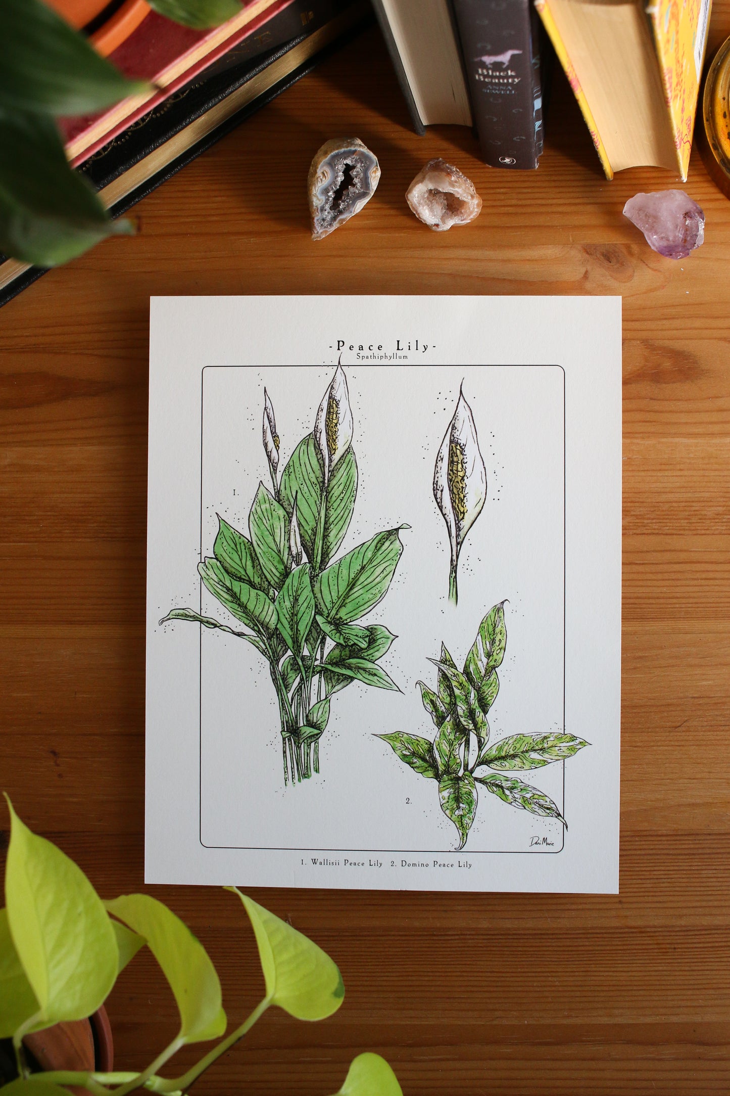 Peace Lily  - Houseplant Infographic