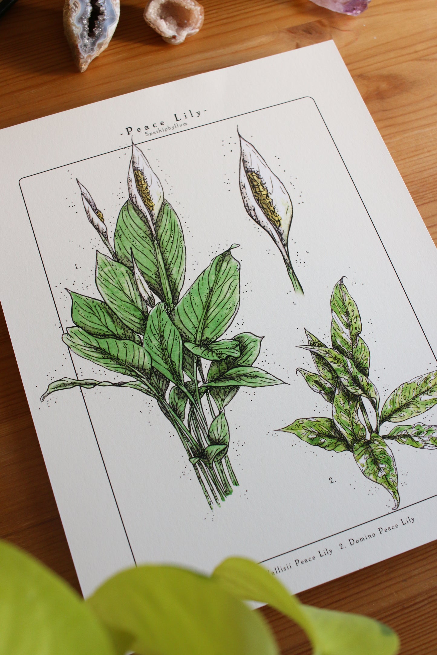 Peace Lily  - Houseplant Infographic