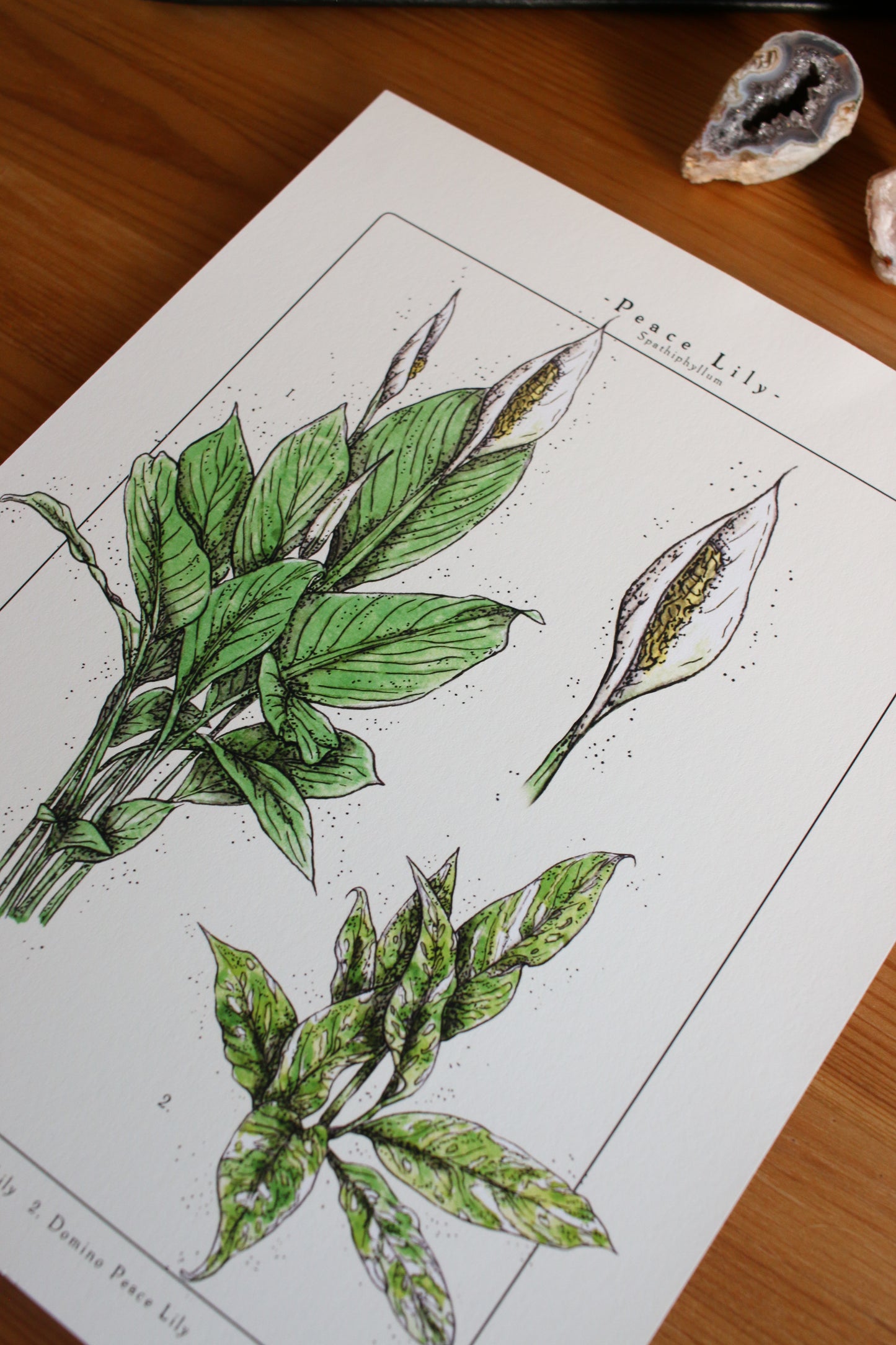 Peace Lily  - Houseplant Infographic