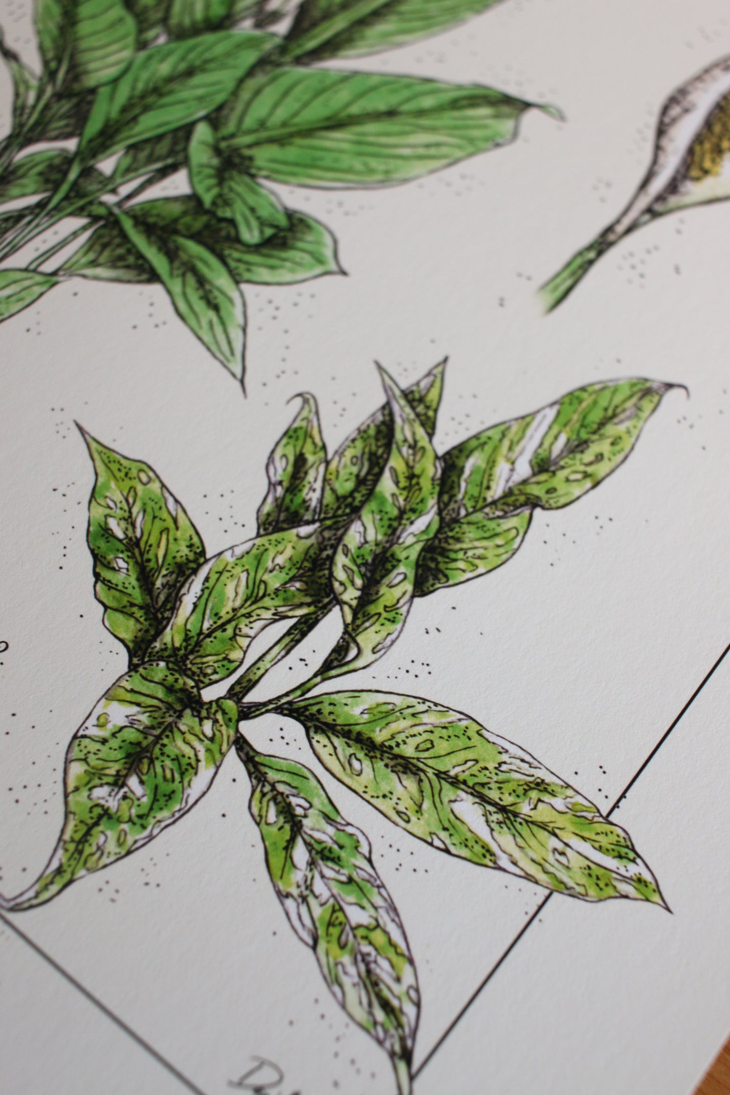 Peace Lily  - Houseplant Infographic