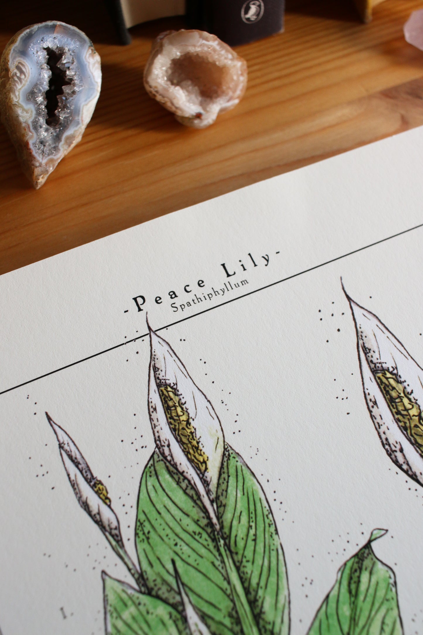 Peace Lily  - Houseplant Infographic