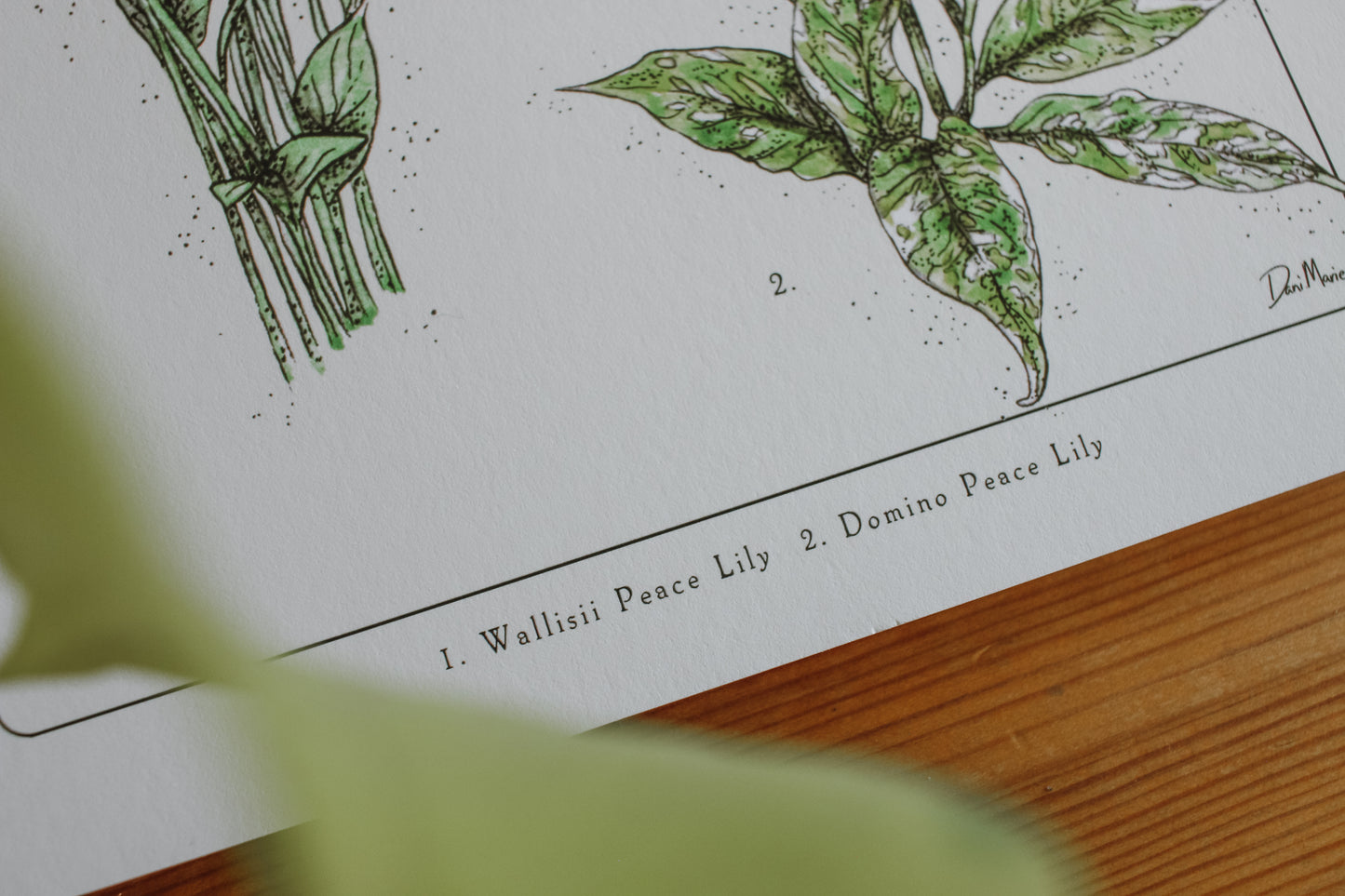 Peace Lily  - Houseplant Infographic