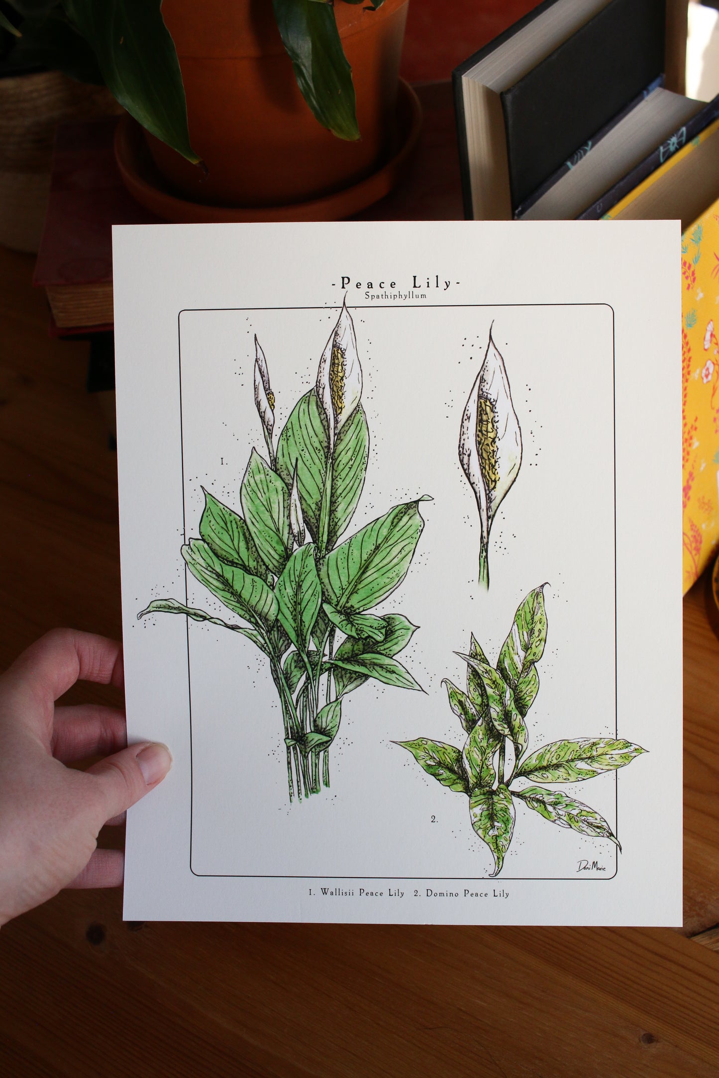 Peace Lily  - Houseplant Infographic