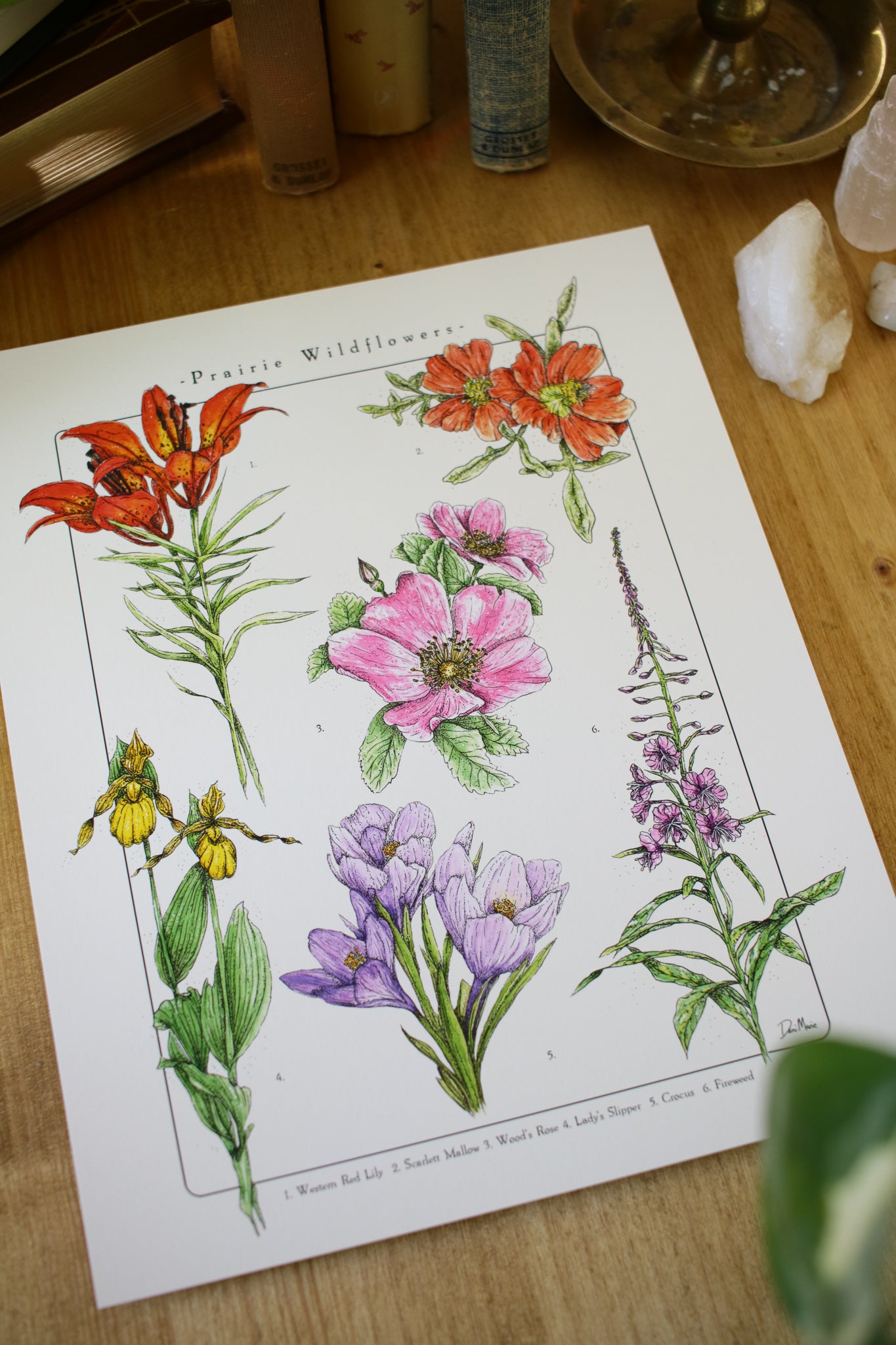 Prairie Wildflowers - Infographic