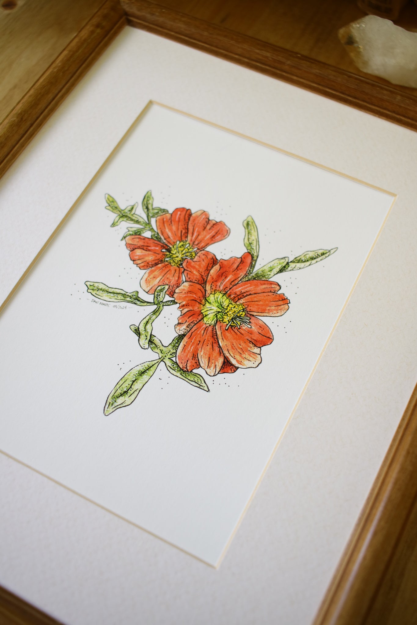 Scarlet Mallow