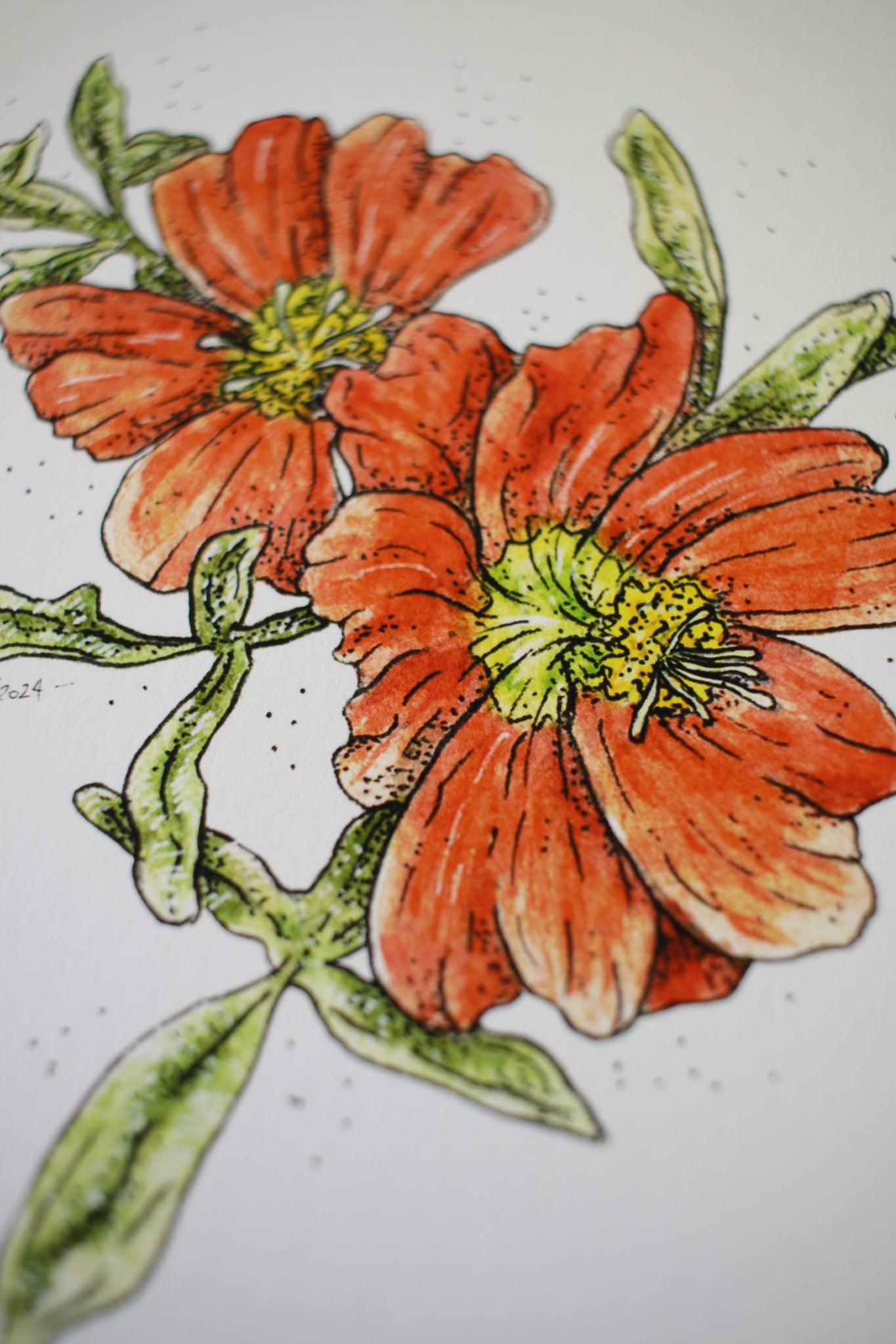 Scarlet Mallow