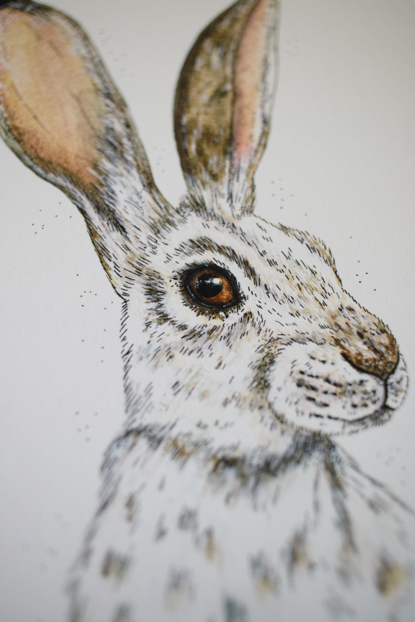 Winter Hare