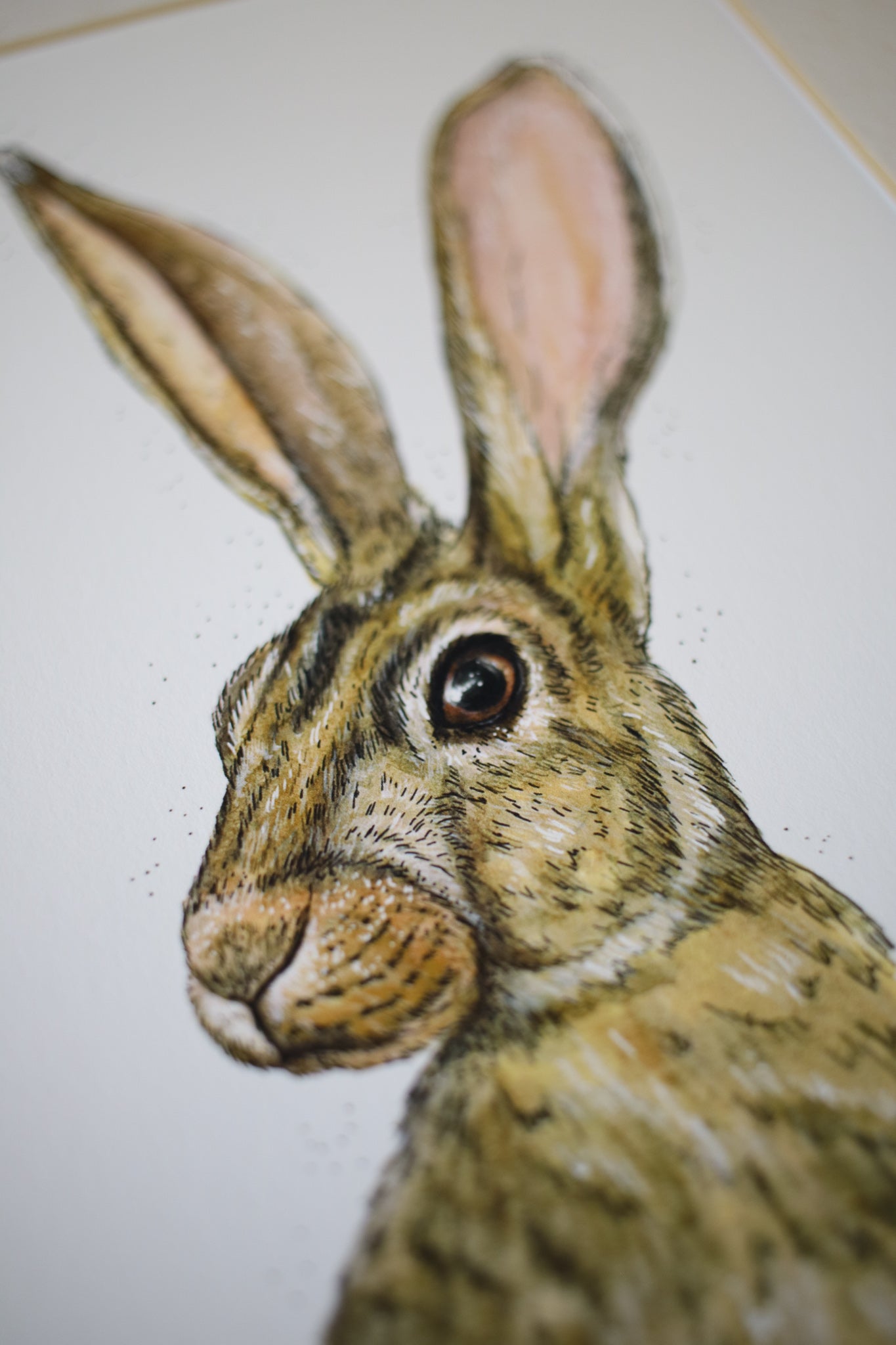 Summer Hare