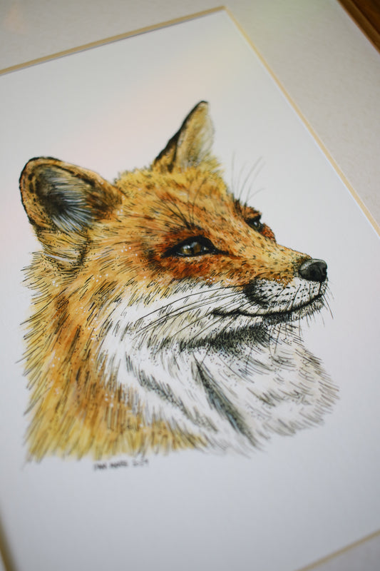 Red Fox