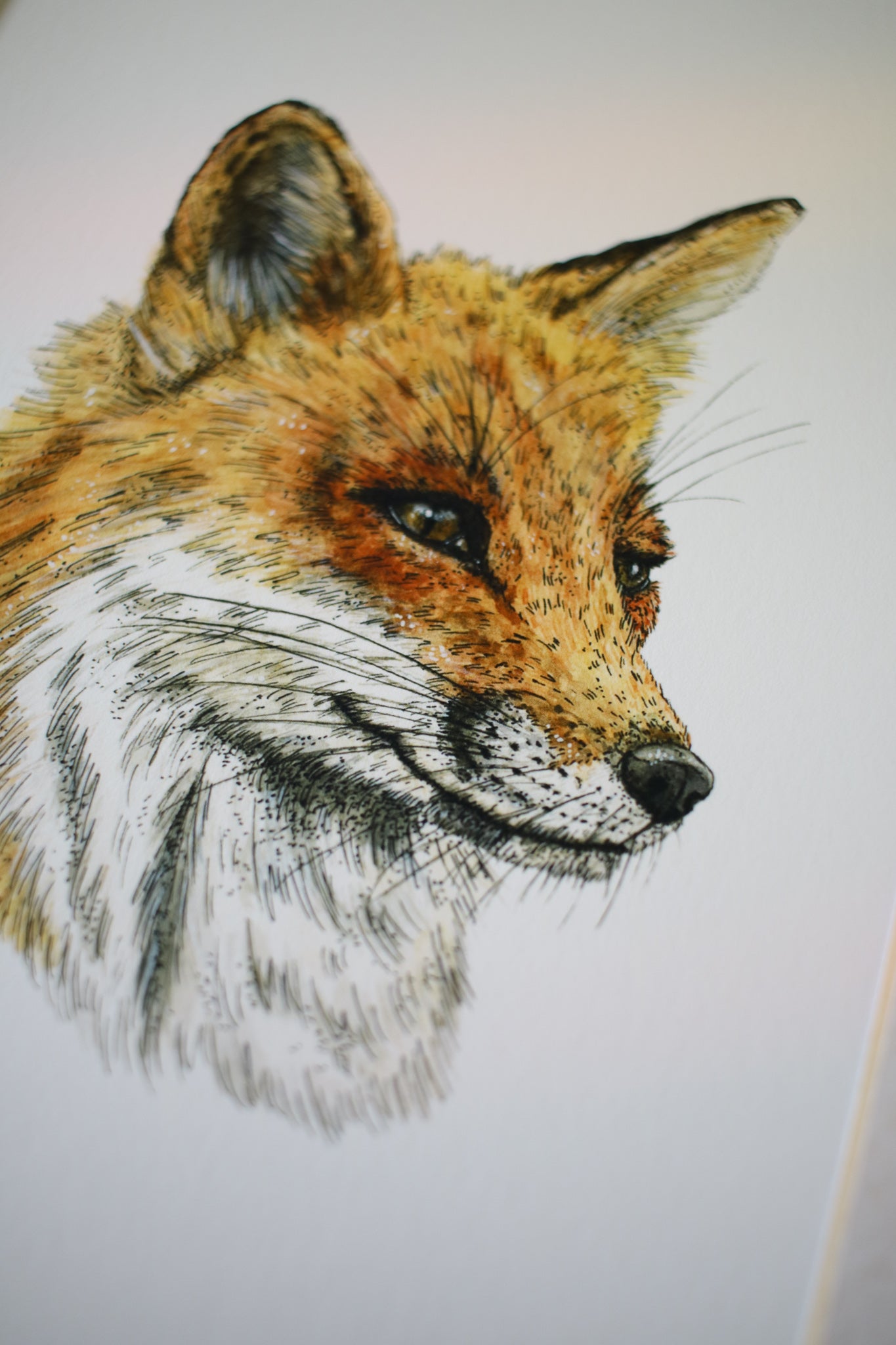 Red Fox