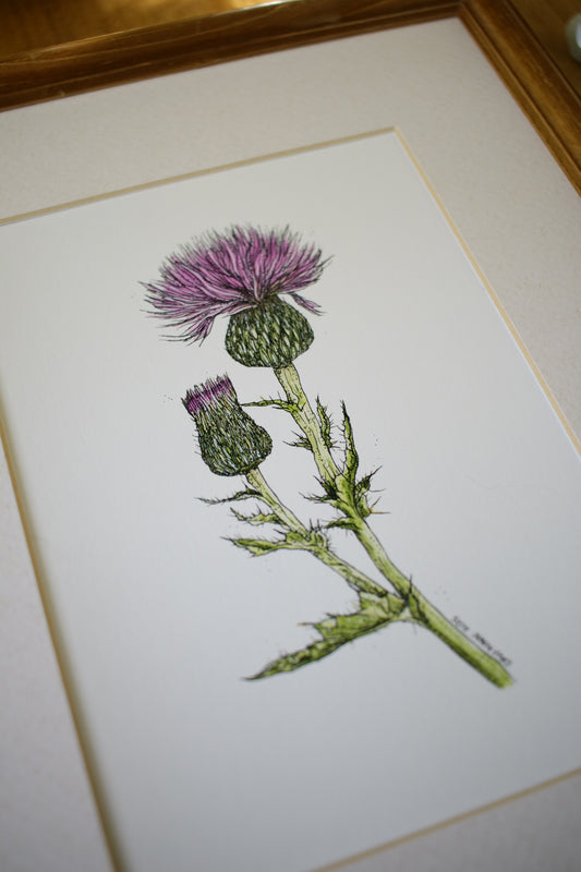 Wavyleaf Thistle