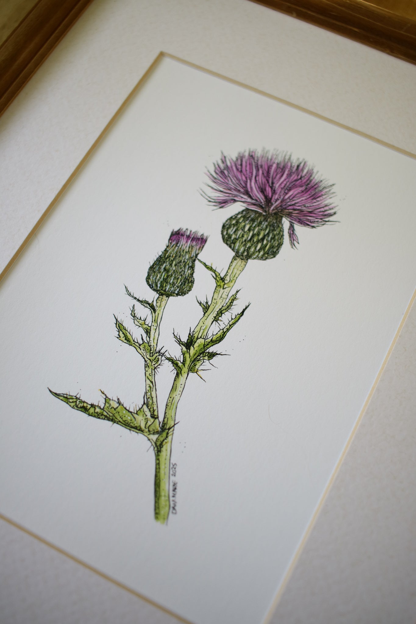 Wavyleaf Thistle