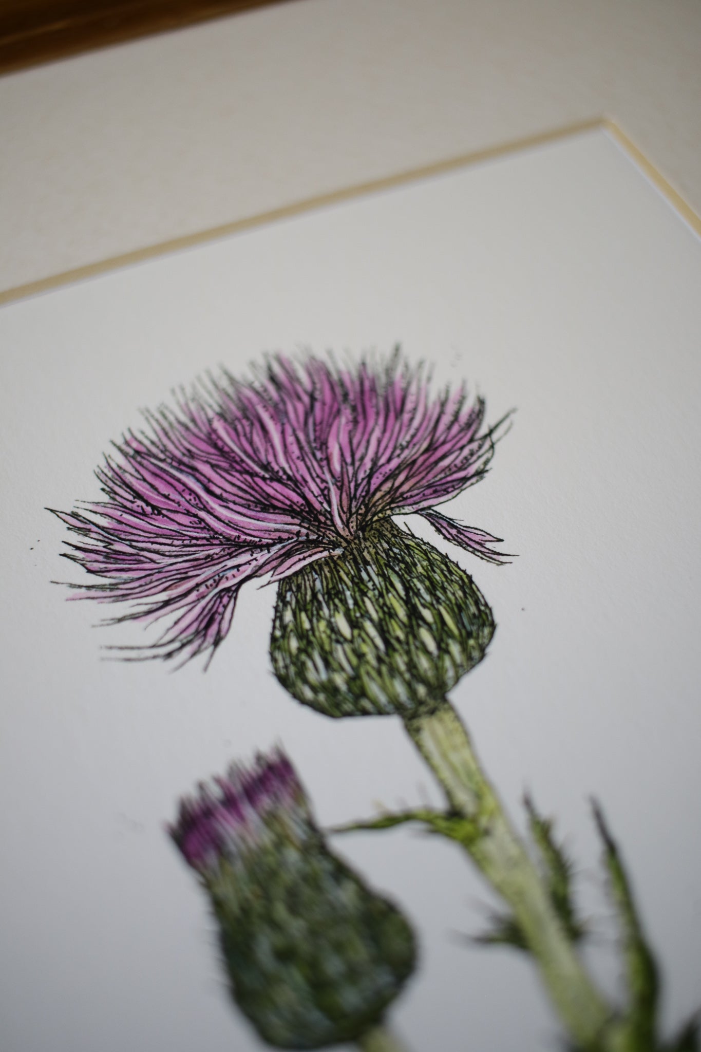 Wavyleaf Thistle