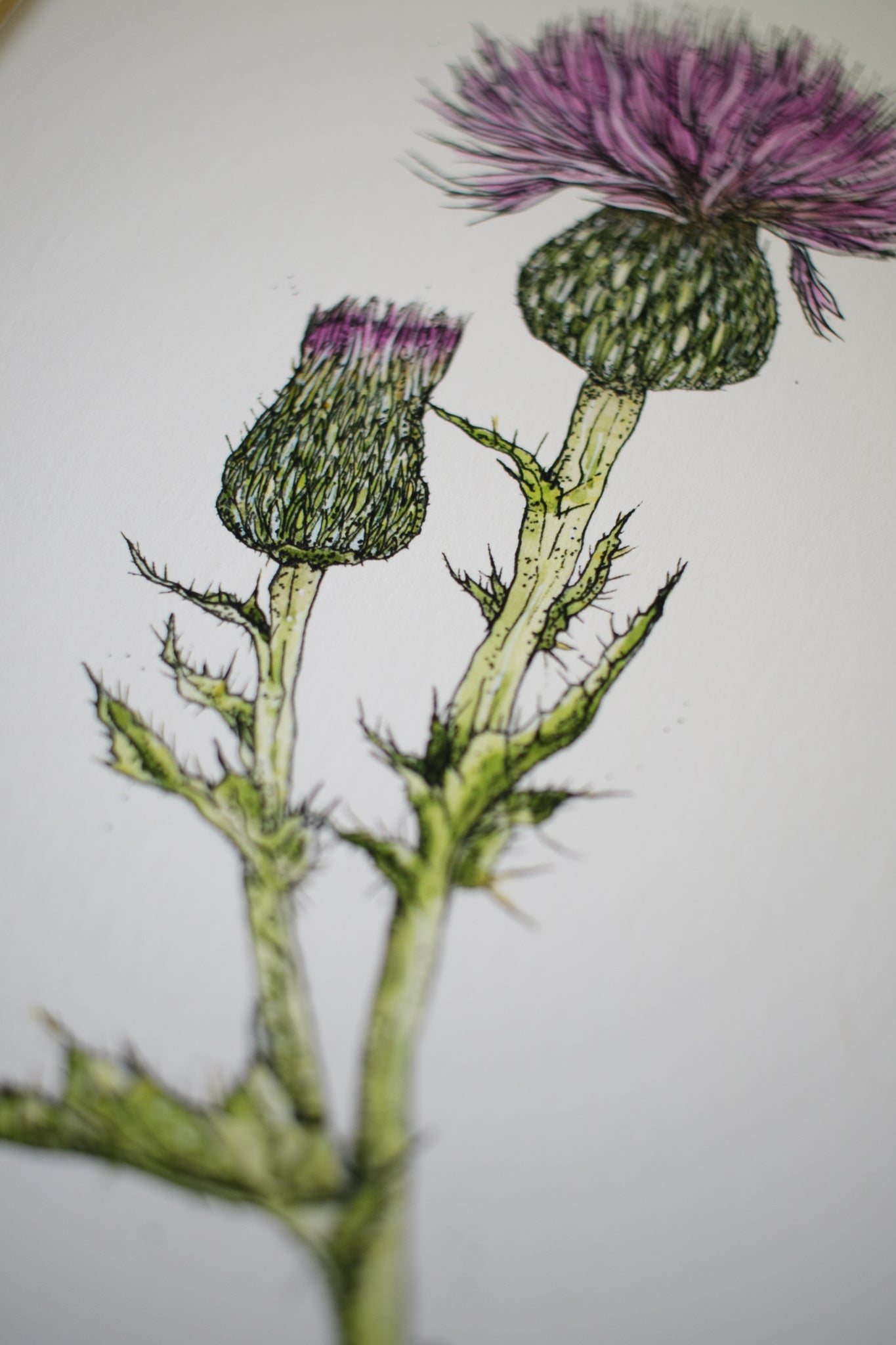 Wavyleaf Thistle