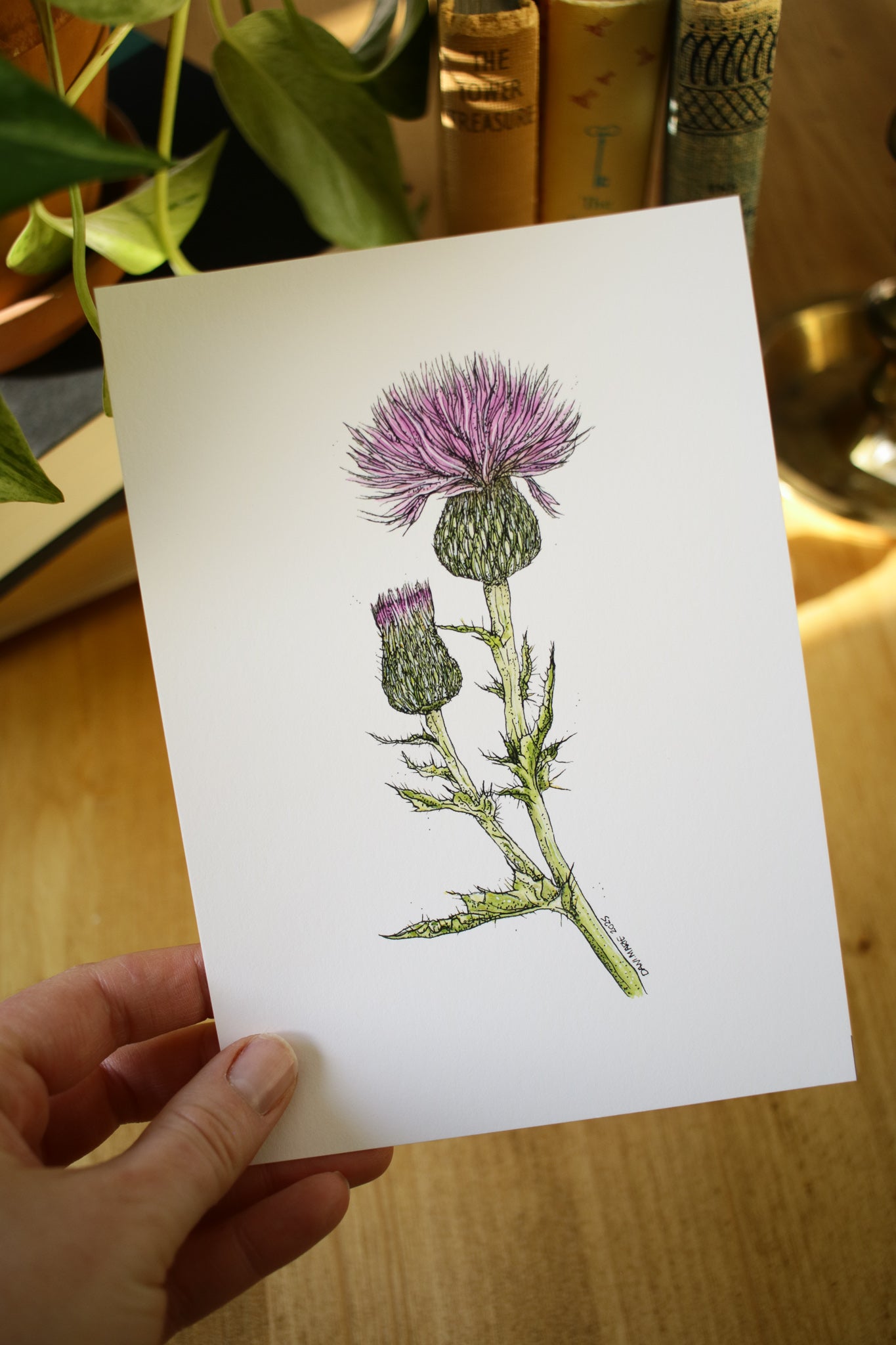 Wavyleaf Thistle