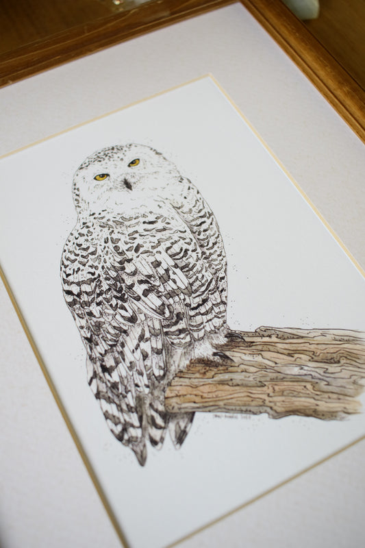 Snowy Owl