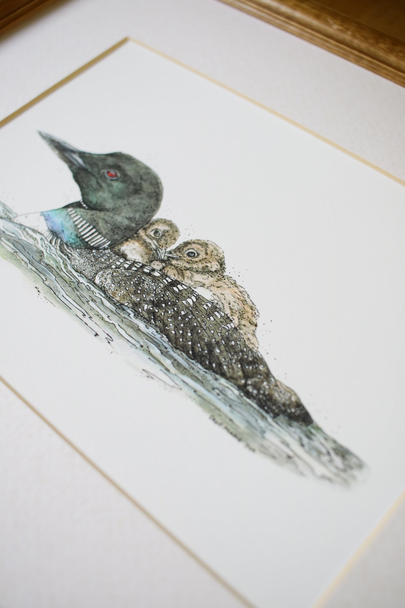 Loon with babies