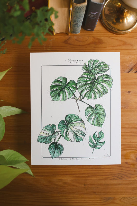 Monstera Varieties - Houseplant Infographic