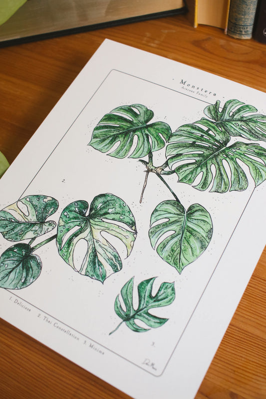 Monstera Varieties - Houseplant Infographic