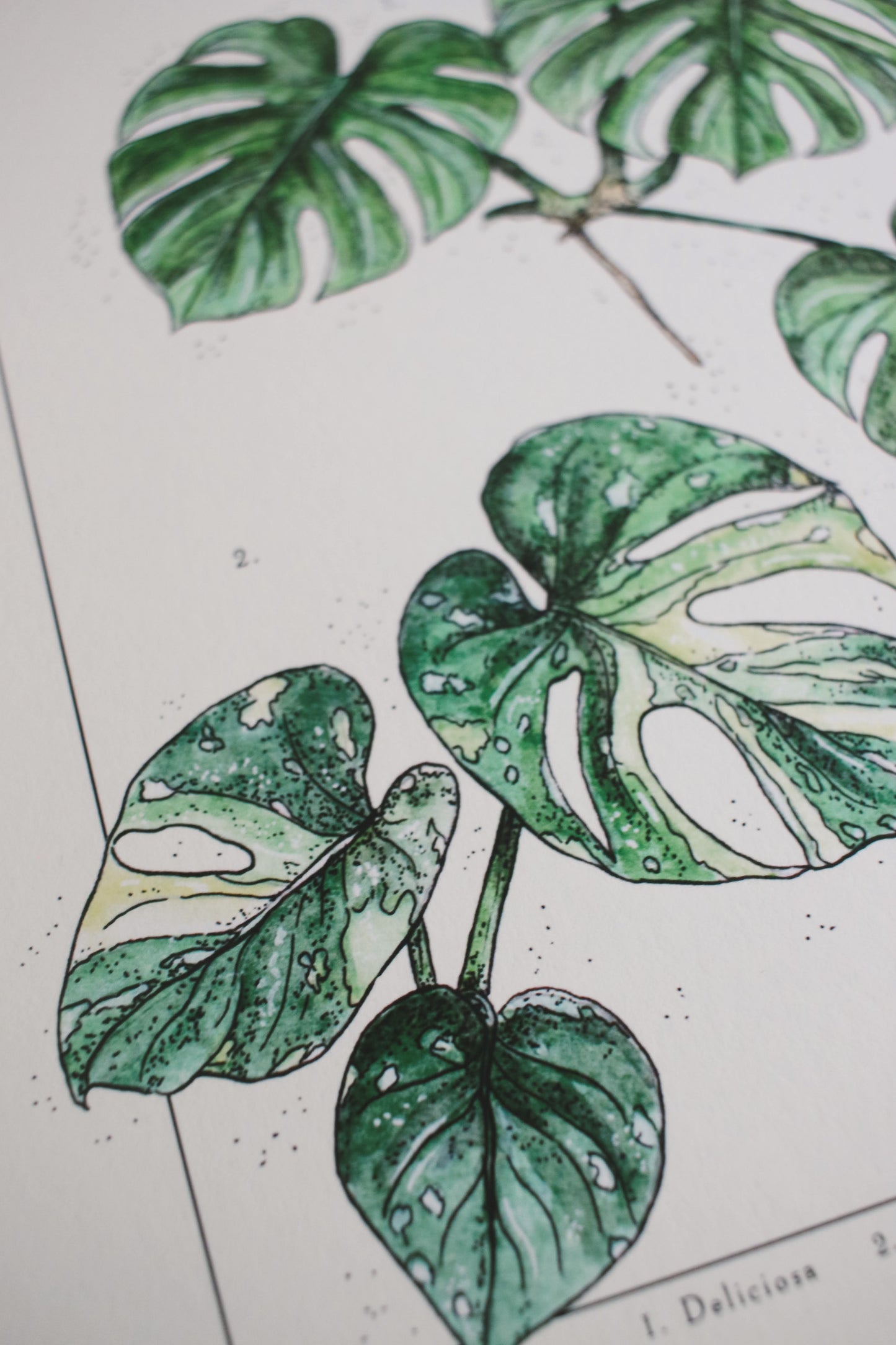 Monstera Varieties - Houseplant Infographic